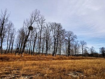 Bare trees on field against sky