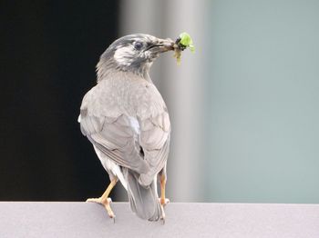 bird