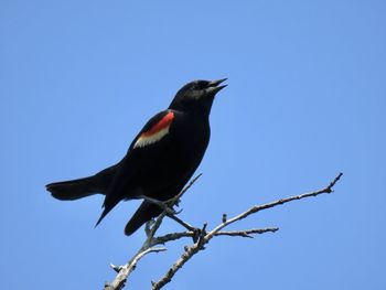 Low angle view of bird perching on branch against blue sky