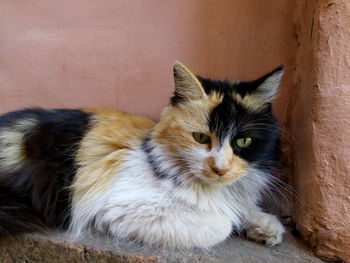 Portrait of cat sitting outdoors