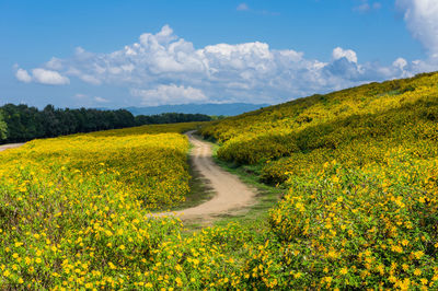 Scenic view of yellow flowers growing on field against sky