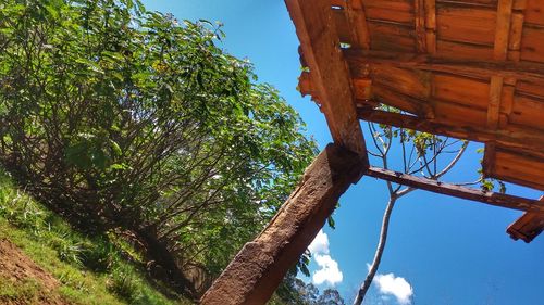 Low angle view of tree against sky