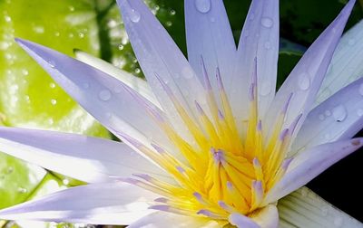 Close-up of fresh flower blooming outdoors