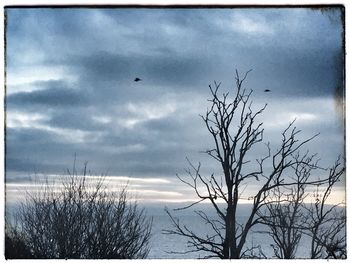 Silhouette bare tree against sky