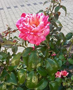 Close-up of pink flower blooming outdoors