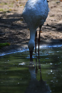 Close-up of bird drinking water