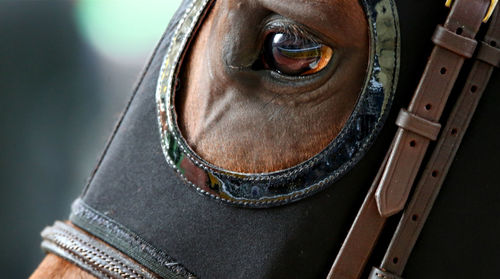 Cropped image of horse wearing mask