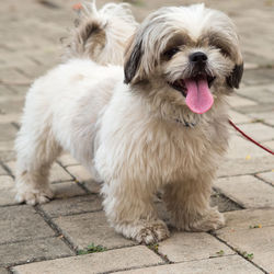 Full length of a dog on footpath