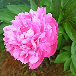 Close-up of pink flowers