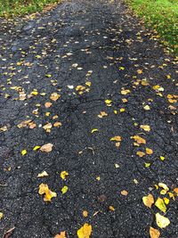 High angle view of maple leaves on road