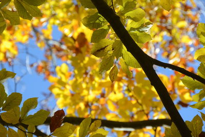 Low angle view of yellow leaves on tree