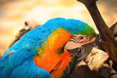 Close-up of parrot perching on branch