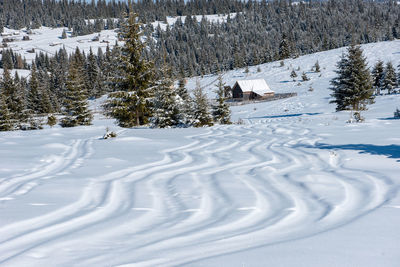 Snow covered field by trees