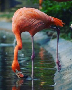 Close-up of flamingo standing in water