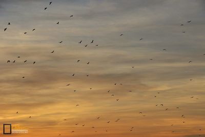Low angle view of birds flying in sky