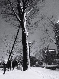 Bare trees on snow covered landscape during winter