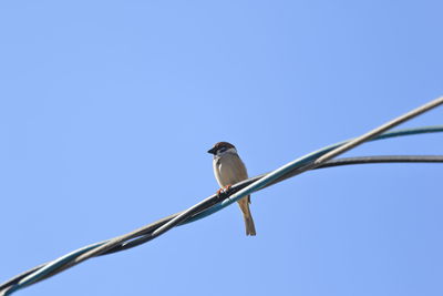 Low angle view of bird perching on cable against sky