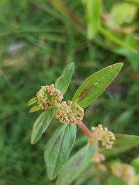Close-up of flowering plant