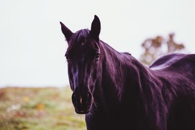 Close-up of a horse in the field