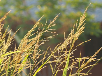 Close-up of stalks in field