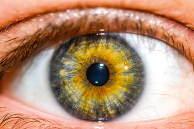 Extreme close-up of human eye