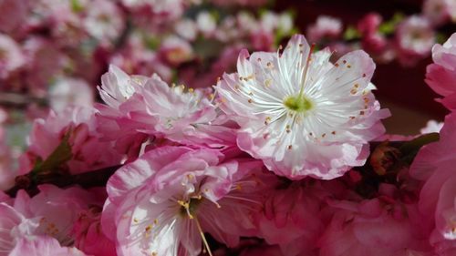 Close-up of pink flower