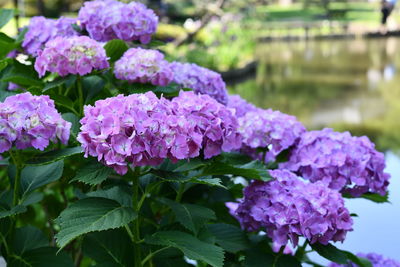 Close-up of pink hydrangea flowers