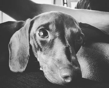 Close-up portrait of a dog