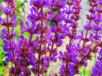 Close-up of purple flowering plants