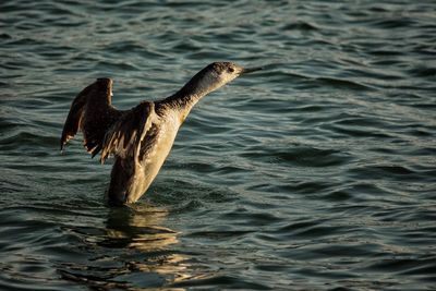 Close-up of pelican on water