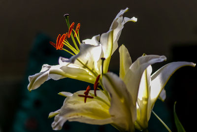 Close-up of white flowering plants