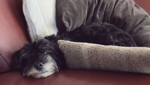 A black dog of the breed tibet terrier lies on cuddly pillows on a leather couch. 