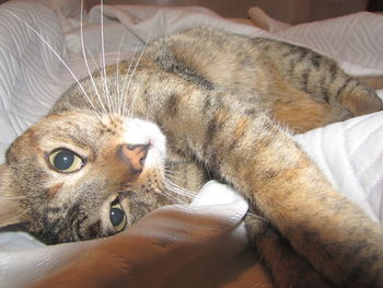 Close-up of cat resting on bed