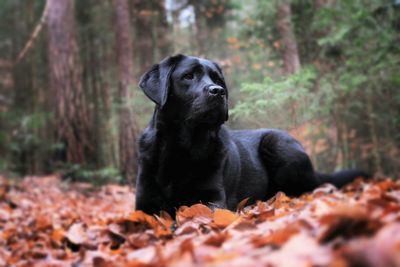 Black dog looking away in forest