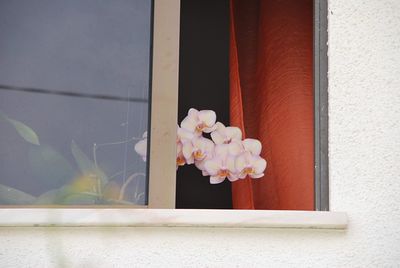 Close-up of flowering plant against window