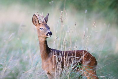 Portrait of deer