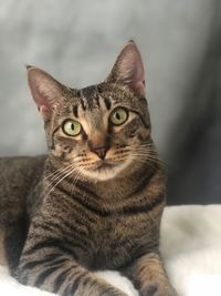 Close-up portrait of tabby cat