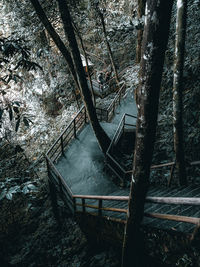 Bridge over river amidst trees in forest