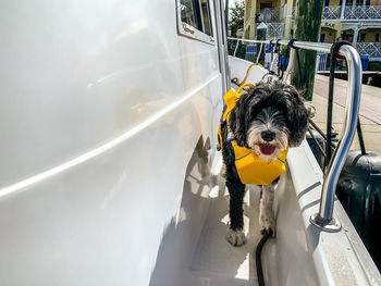 High angle view of dog on road