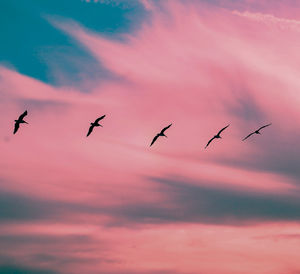 Silhouette birds flying in sky
