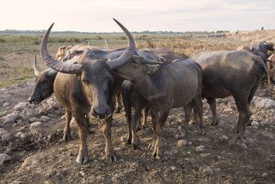 Buffaloes on landscape against sky