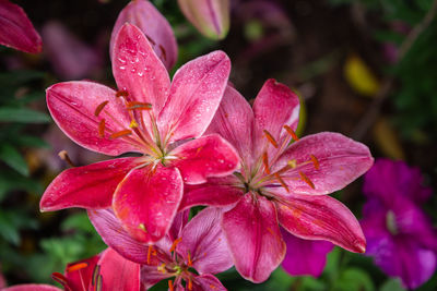 Close-up of pink flowering plant