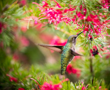 Close-up of bird on pink flower