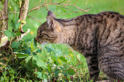 Side view of a cat looking away