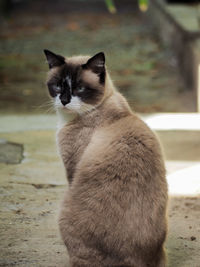 Portrait of cat looking away