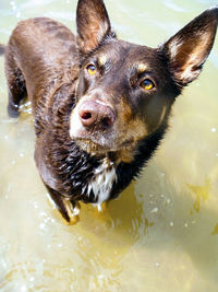 High angle view of dog in water