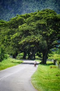Rear view of man riding bicycle on road by trees
