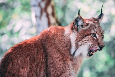 Close-up of lynx looking away