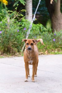 Portrait of dog standing on footpath