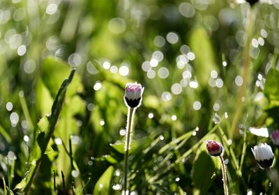 High angle view of daisy buds growing in back yard